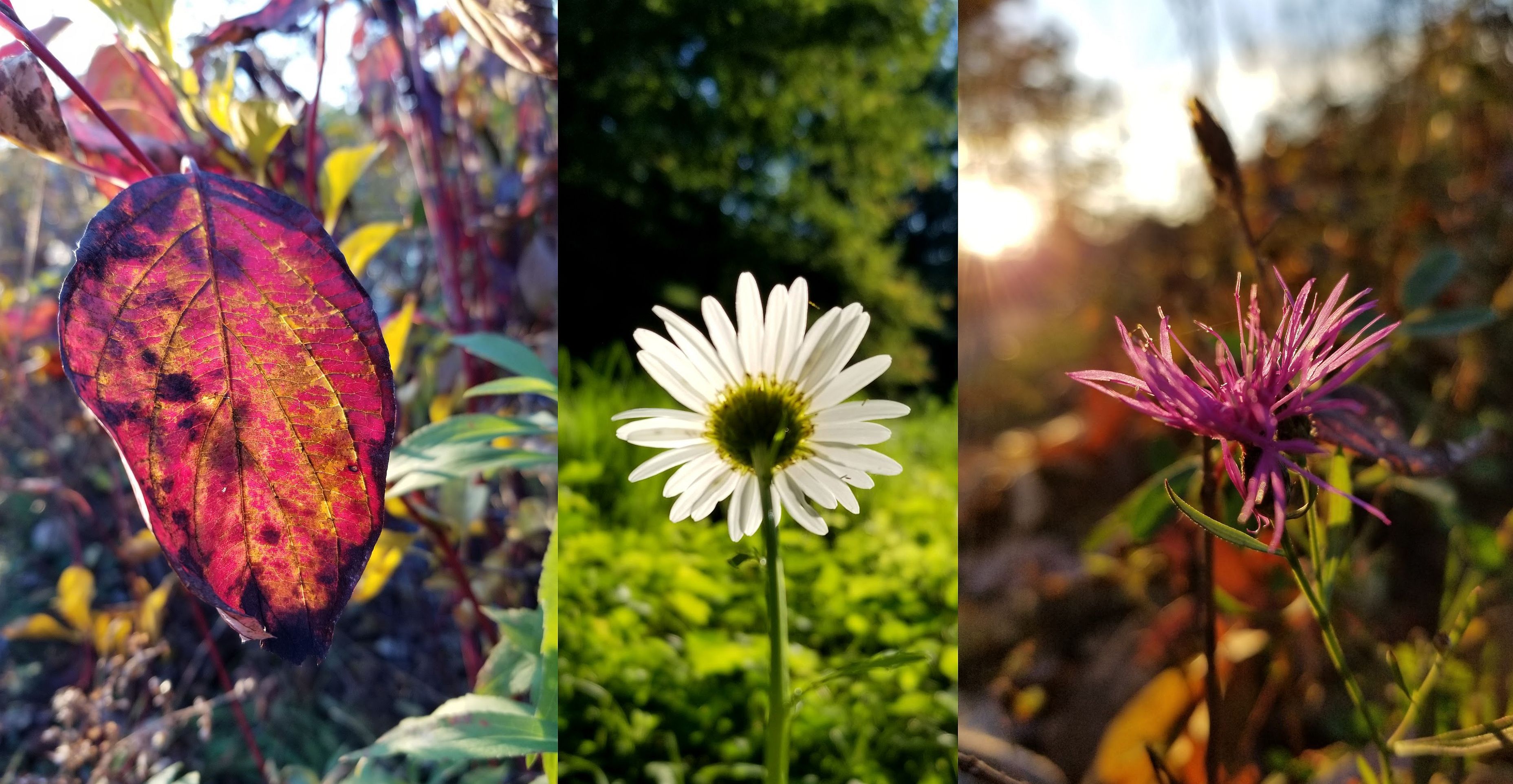 Nature Photo Collage 1